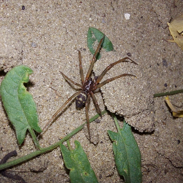 Steatoda grossa - nagy faggyúpók