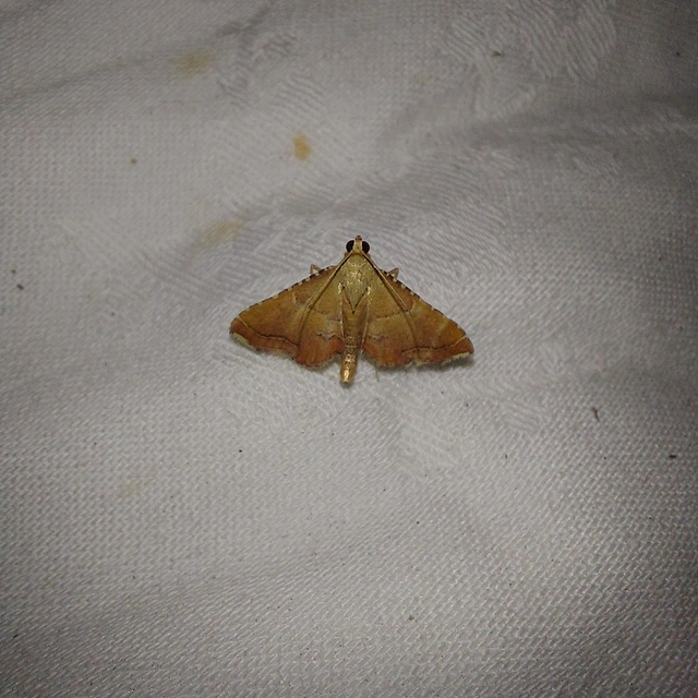 Endotricha flammealis - tüzesszárnyú fényilonca