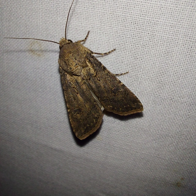 Agrotis segetum - vetési földibagoly