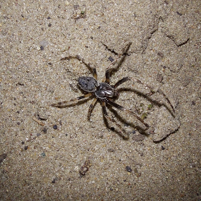 Nuctenea umbratica - közönséges rés-keresztespók