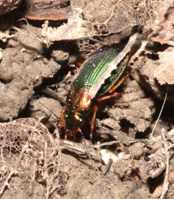Chlaenius nigricornis - sötétcsápú bűzfutó