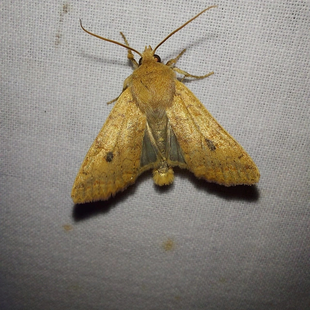 Sunira circellaris - okkersárga őszibagoly