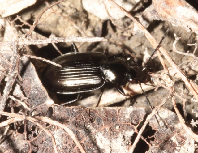 Agonum Agonum