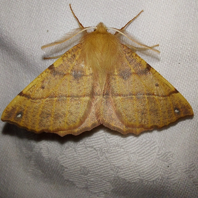 Colotois pennaria - tollascsápú araszoló