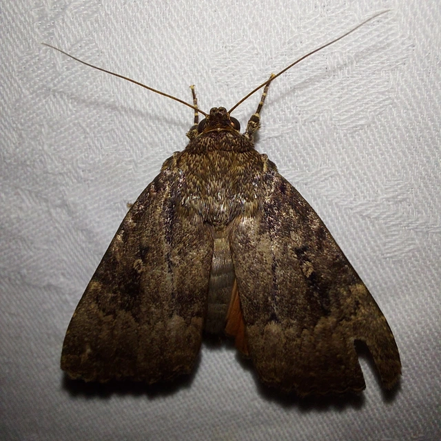 Amphipyra pyramidea - fahéjszínű bagoly