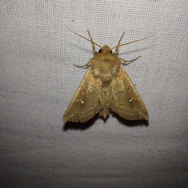 Mythimna albipuncta - fehérpettyes rétibagoly