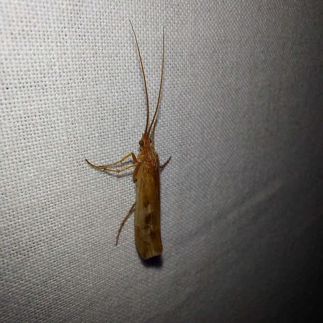 Trichoptera - Tegzesek