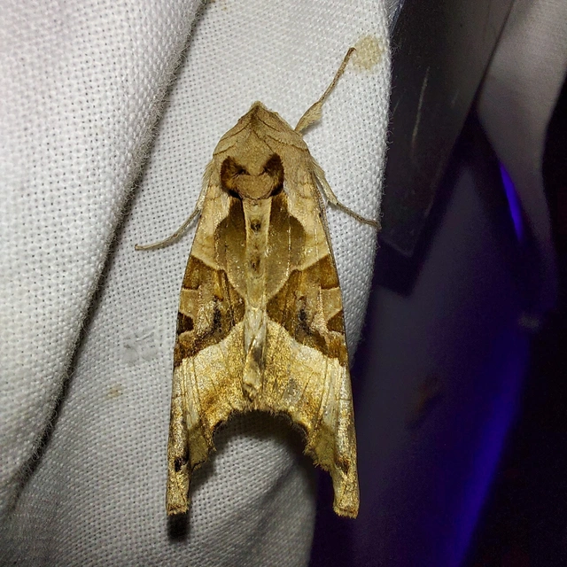 Phlogophora meticulosa - vándorló csipkésbagoly