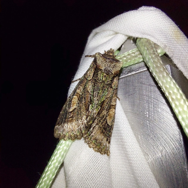 Allophyes oxyacanthae - galagonyabagoly
