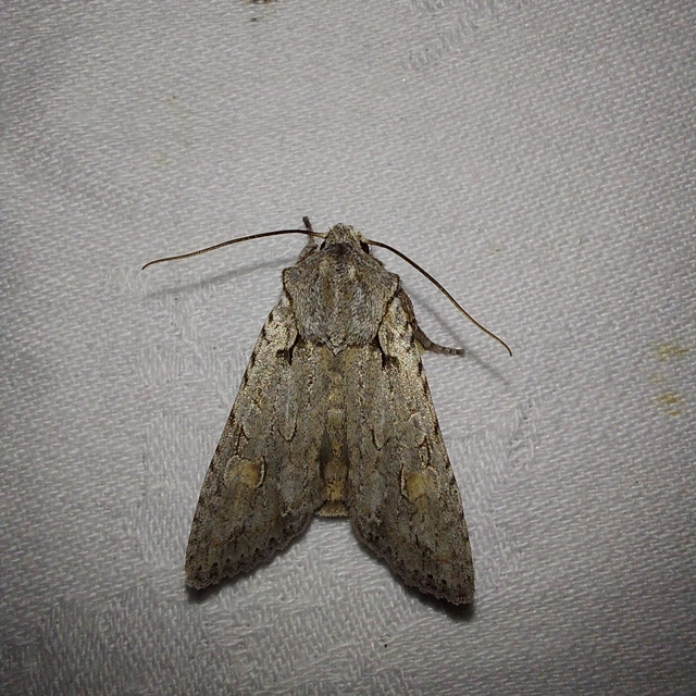 Lithophane ornitopus - közönséges fabagoly