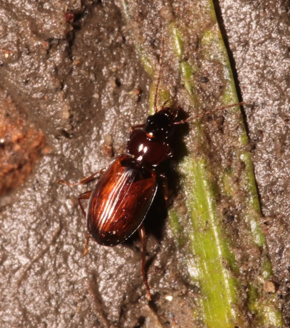 Trechus quadristriatus - közönséges fürgefutonc