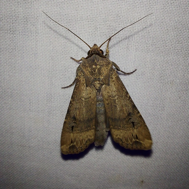 Agrotis ipsilon - nagy földibagoly