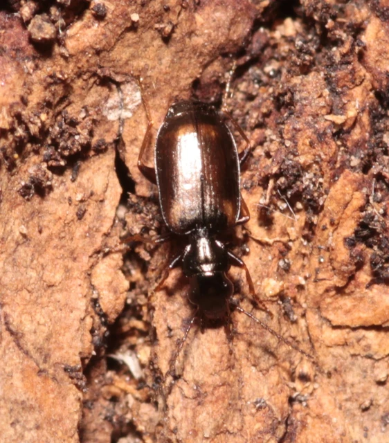 Syntomus obscuroguttatus - négyfoltos gyökérfutó