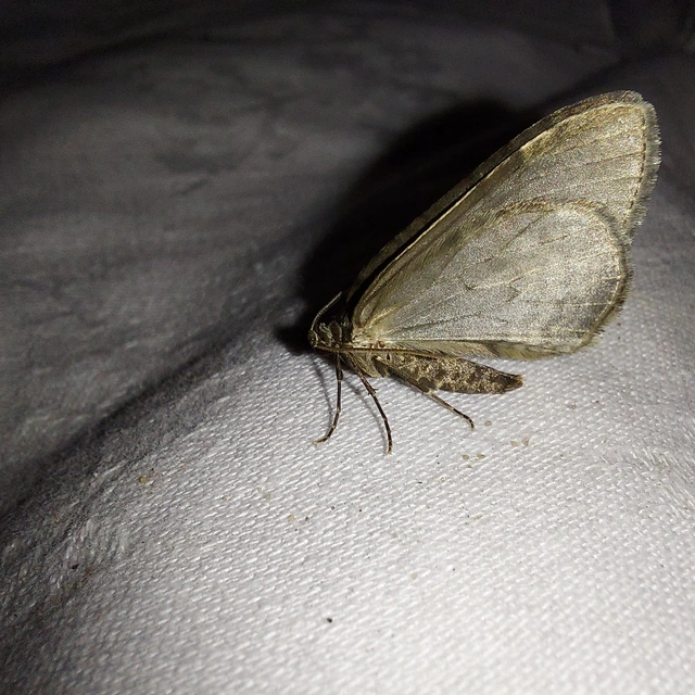 Epirrita christyi/dilutata