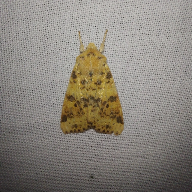Cirrhia gilvago/ocellaris