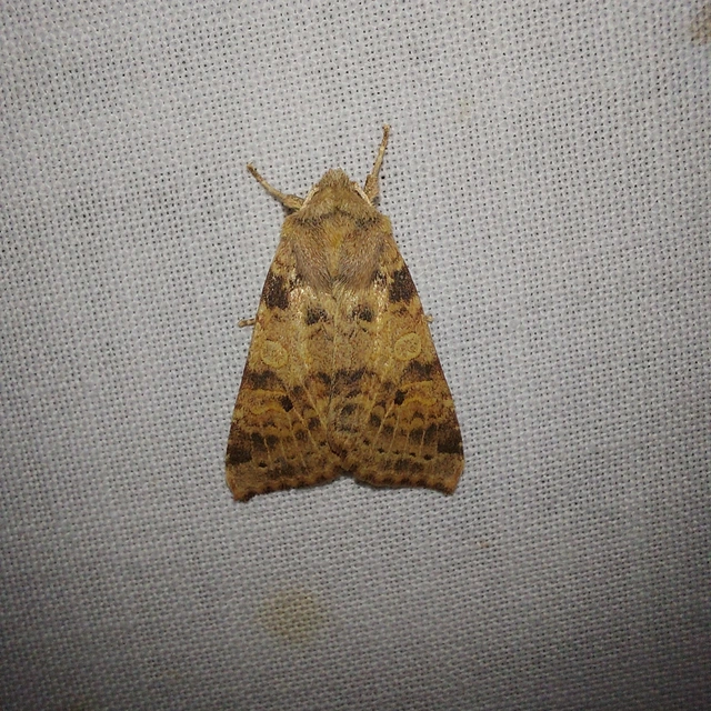 Cirrhia ocellaris - fakó sárgabagoly