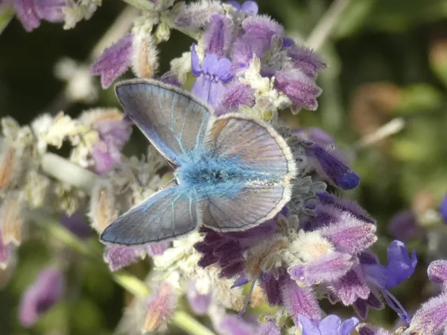Polyommatus icarus - közönséges boglárka