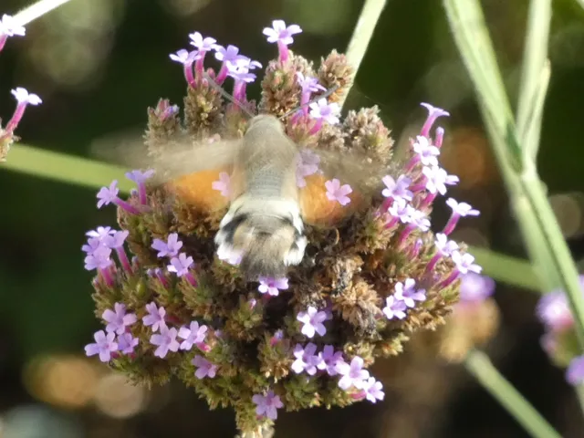 Macroglossum stellatarum - kacsafarkú szender