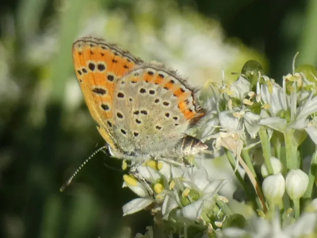 Lycaena thersamon - kis tűzlepke