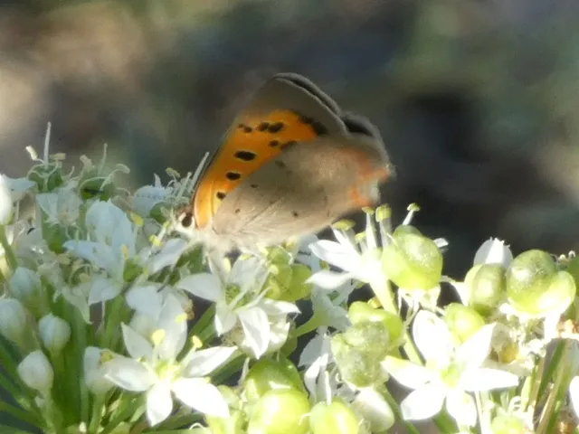 Lycaena phlaeas - közönséges tűzlepke
