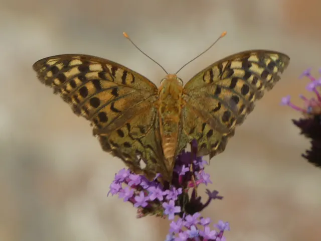 Argynnis pandora - zöldes gyöngyházlepke