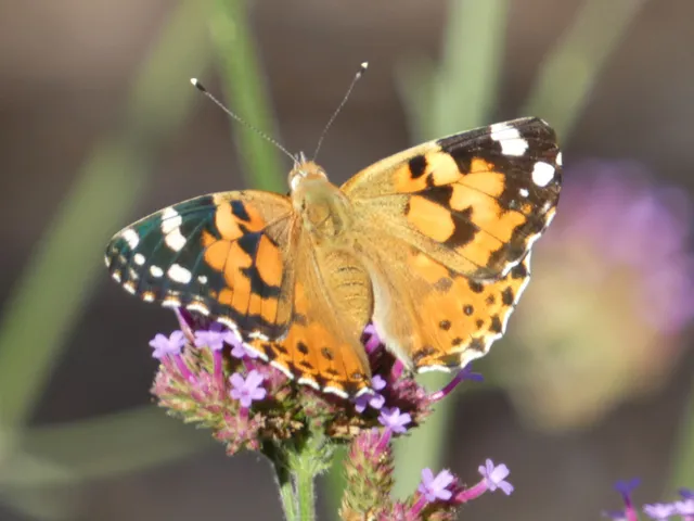 Vanessa cardui - bogáncslepke
