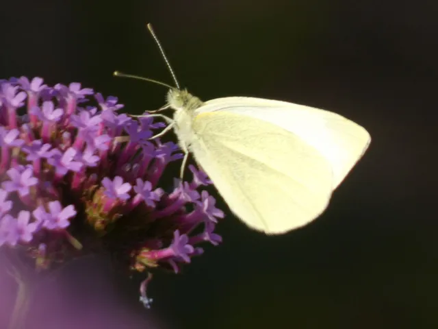 Pieris rapae - répalepke