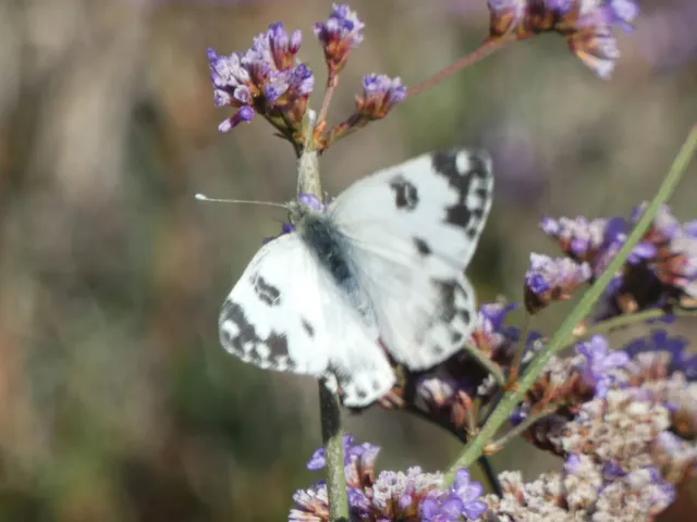 Pontia edusa - rezedalepke
