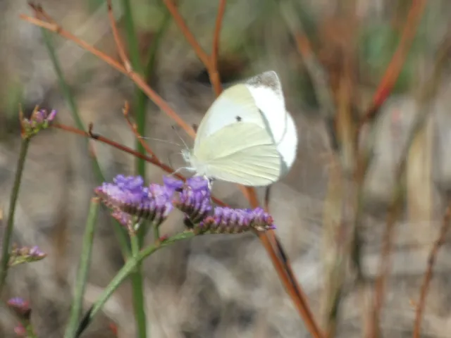 Pieris rapae - répalepke