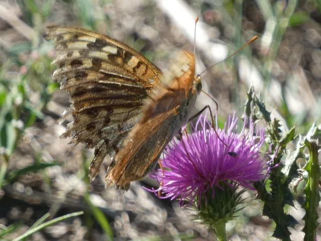 Argynnis pandora - zöldes gyöngyházlepke