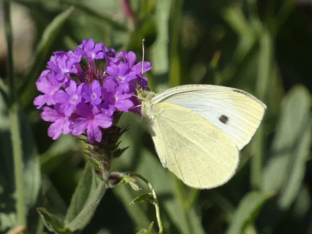 Pieris rapae - répalepke