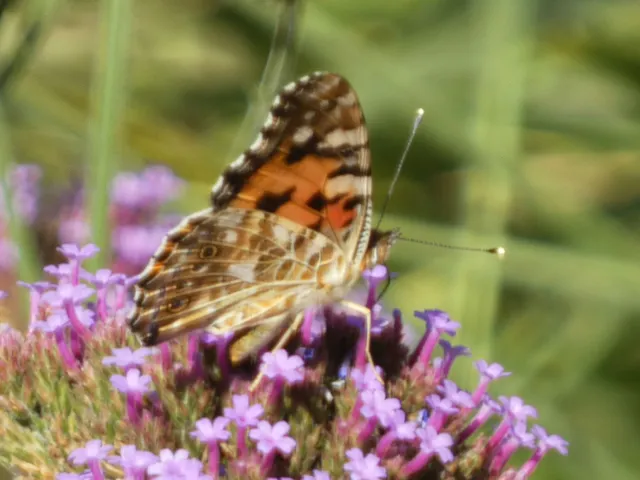 Vanessa cardui - bogáncslepke