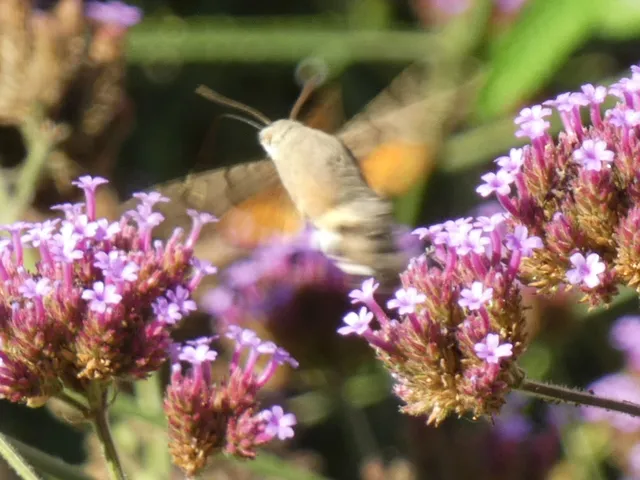 Macroglossum stellatarum - kacsafarkú szender