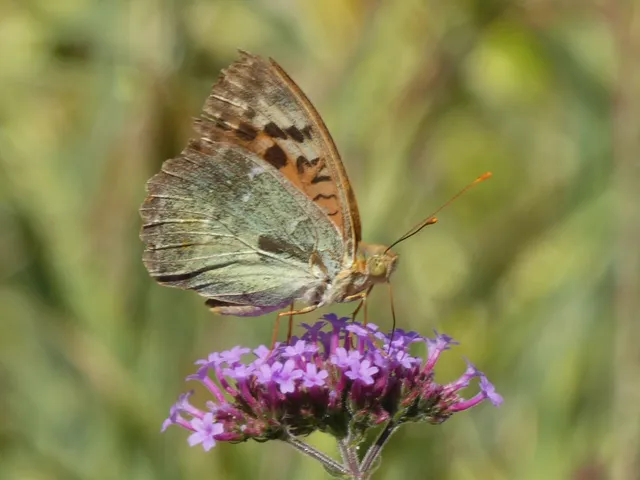 Argynnis pandora - zöldes gyöngyházlepke