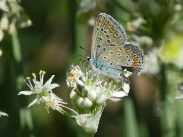 Polyommatus icarus - közönséges boglárka