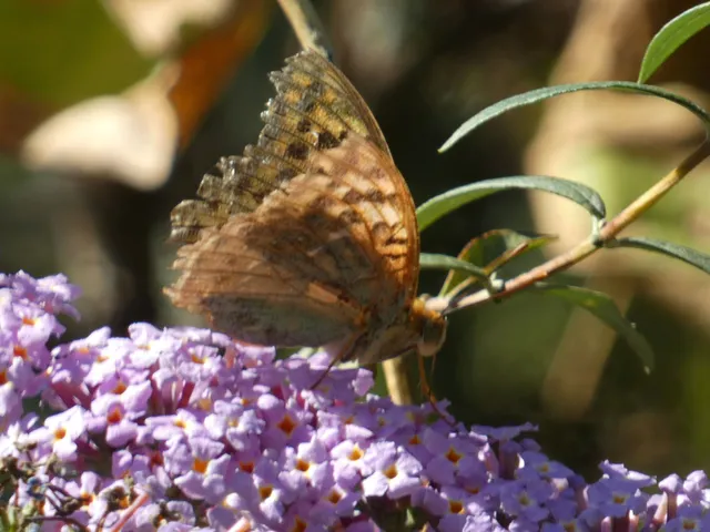 Argynnis pandora - zöldes gyöngyházlepke