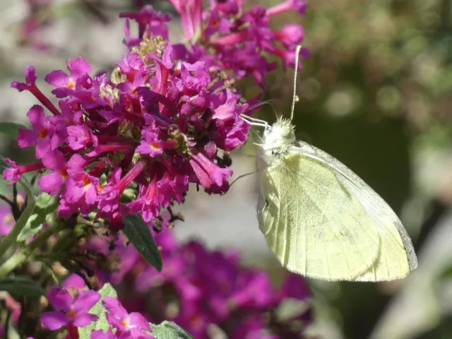 Pieris rapae - répalepke
