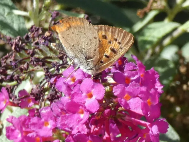 Lycaena phlaeas - közönséges tűzlepke