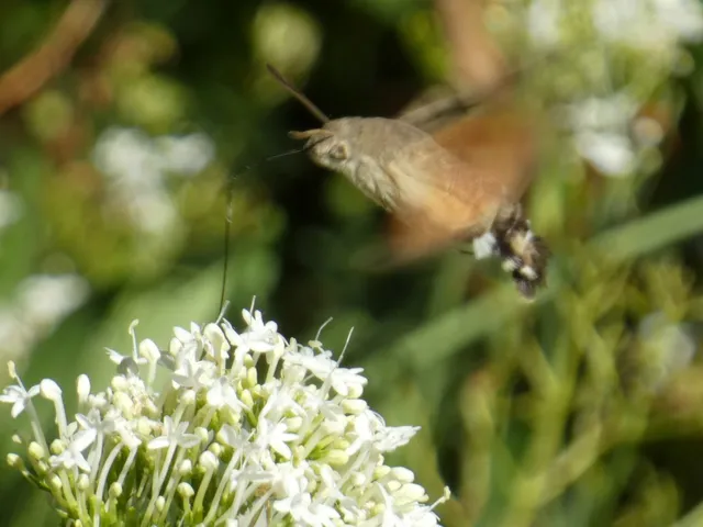 Macroglossum stellatarum - kacsafarkú szender