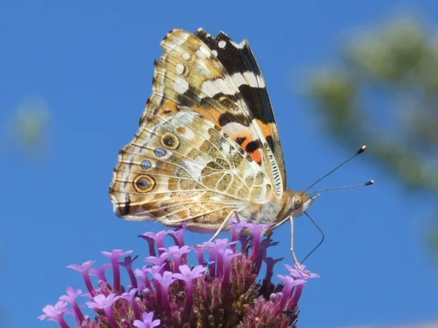 Vanessa cardui - bogáncslepke