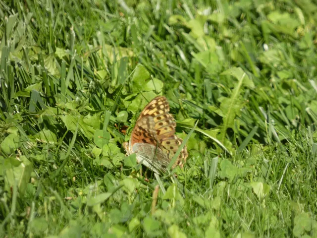 Argynnis pandora - zöldes gyöngyházlepke