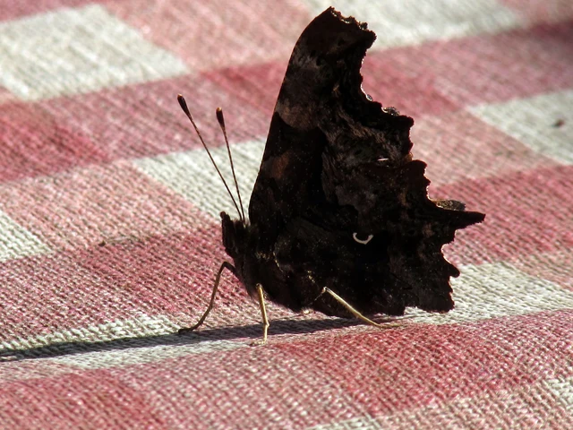 Nymphalis c-album - C-betűs lepke