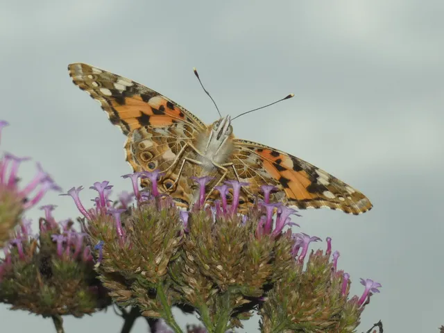 Vanessa cardui - bogáncslepke