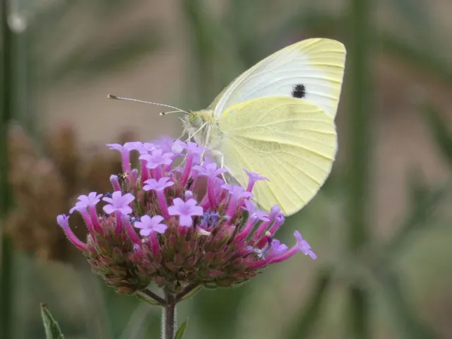 Pieris rapae - répalepke