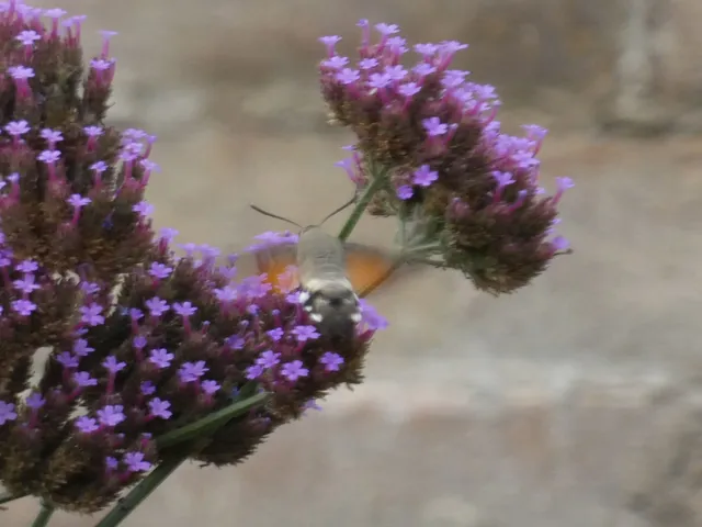 Macroglossum stellatarum - kacsafarkú szender
