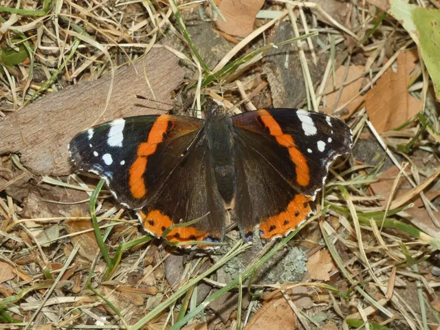 Vanessa atalanta - atalantalepke