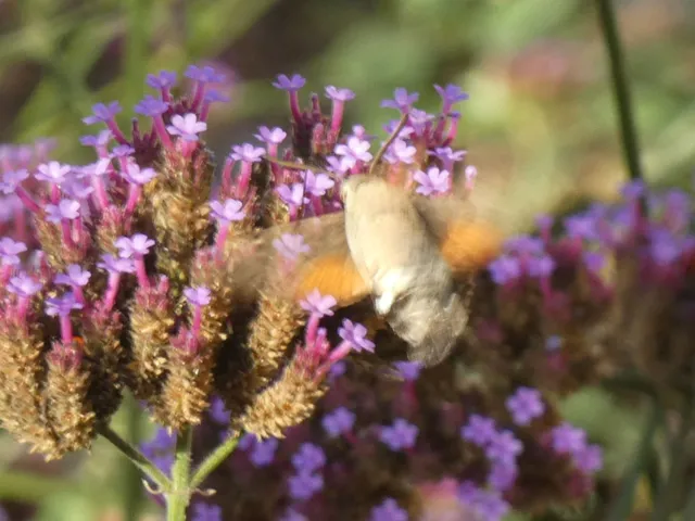 Macroglossum stellatarum - kacsafarkú szender