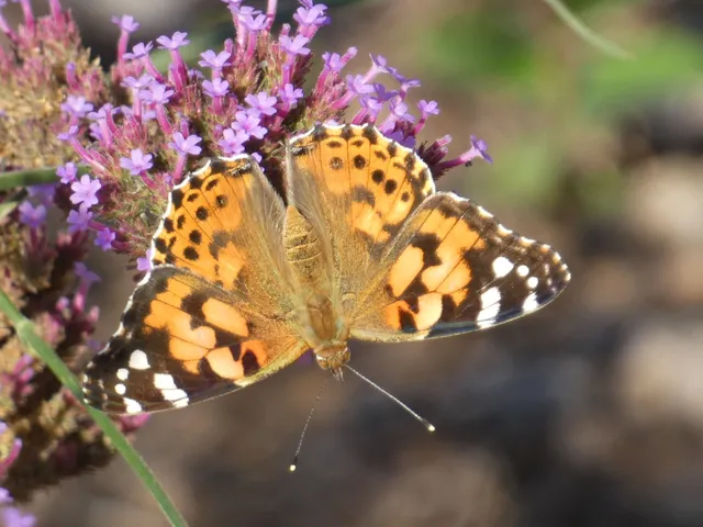 Vanessa cardui - bogáncslepke