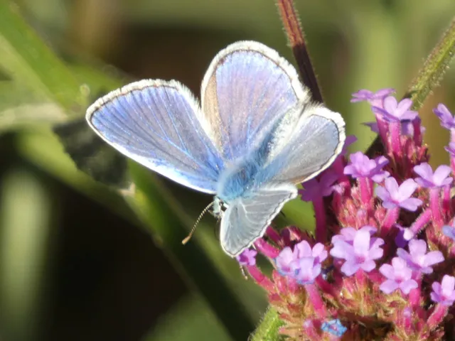 Polyommatus icarus - közönséges boglárka