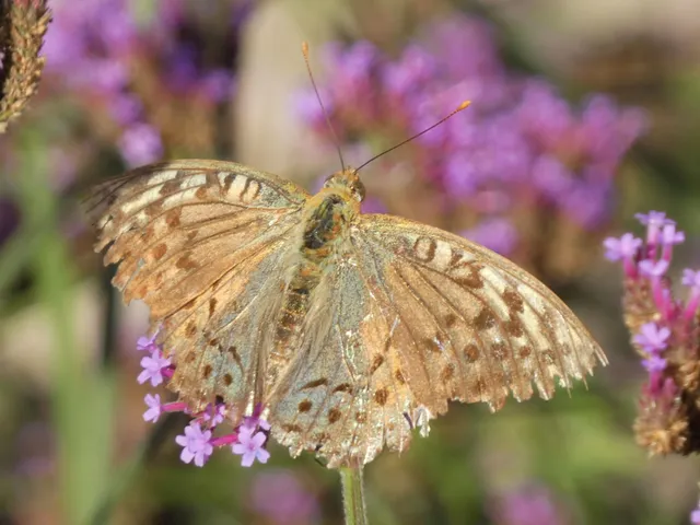 Argynnis pandora - zöldes gyöngyházlepke